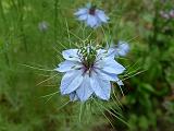 Nigella blue